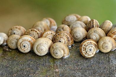 《暗喻幻想》“ATLUS Exclusive《暗喻幻想：ReFantazio》巡游世界篇”现已发布